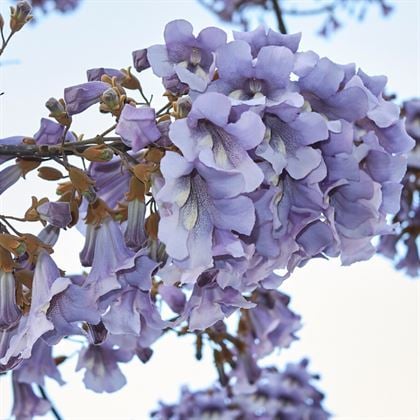 Pavlonya Fidanı -tüplü  2 Adet Çin Kavağı Paulownia