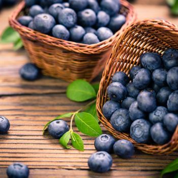 Oneal Blueberry Yaban Mersini 15 cm  Fidanı Likapa Maviyemiş