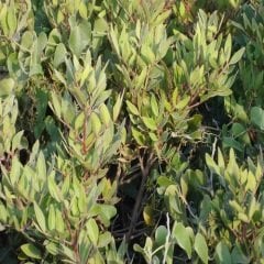 Aşılı Sakız Ağacı Fidanı ( Pistacia Lentiscus )