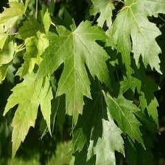 Sığla Günlük Ağacı Fidanı Liquidambar