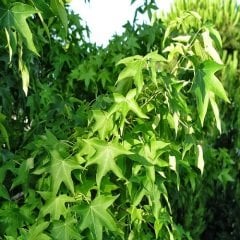 Sığla Günlük Ağacı Fidanı Liquidambar