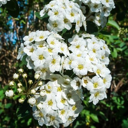 Beyaz İspirya Çiçeği Keçi Sakalı