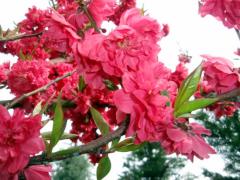 Süs Şeftalisi Fidanı  Prunus Persica