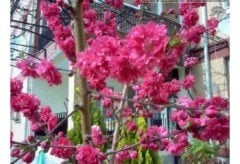 Süs Şeftalisi Fidanı  Prunus Persica