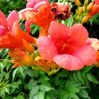 Turuncu Çiçekli Acem Borusu Borazan Çiçeği
