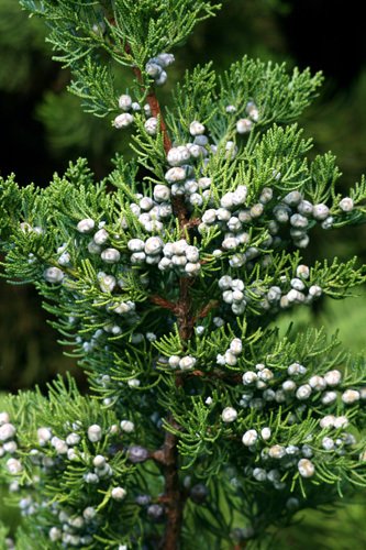 Çin Ardıcı Fidanı ( Juniperus chinensis )
