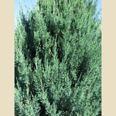 Çin Ardıcı Fidanı ( Juniperus chinensis )