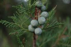 Excelsa Stricta Ardıç Fidanı  (Juniperus