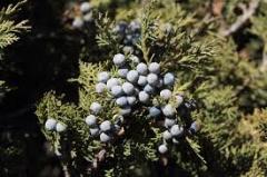 Excelsa Stricta Ardıç Fidanı  (Juniperus