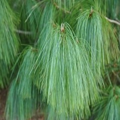 Ağlayan Çam Fidanı  (Pinus wallichiana)