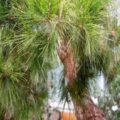 Halep Çamı Fidanı (Pinus halepensis)