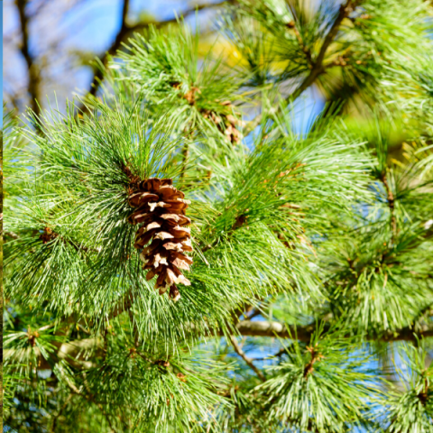 Kızılçam Fidanı Pinus Brutia