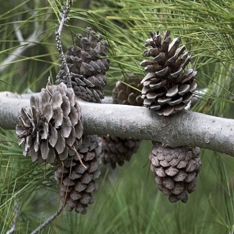 Kızılçam Fidanı Pinus Brutia