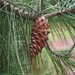 Sahil Çamı Fidanı (Pinus pinaster)