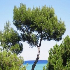 Sahil Çamı Fidanı (Pinus pinaster)