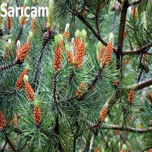 Sarıçam Fidanı Pinus sylvestris