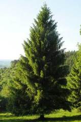 Batı Ladin Fidanı  Picea Abies