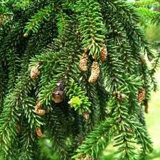 Doğu Ladin Fidanı  Picea orientalis