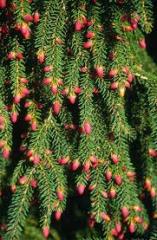 Doğu Ladin Fidanı  Picea orientalis