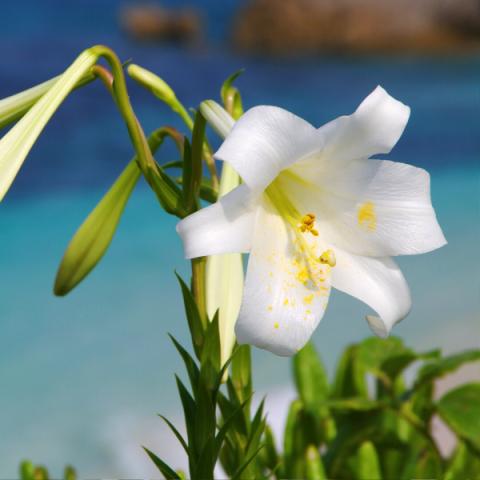 Lilyum Tohumu 10 Adet Lilium longiflorum