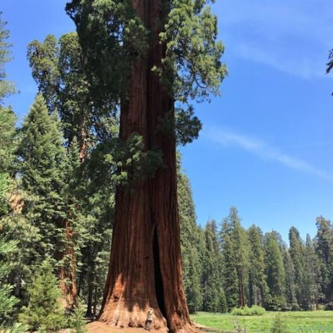 Sahil Sekoya Fidanı Sequoia sempervirens