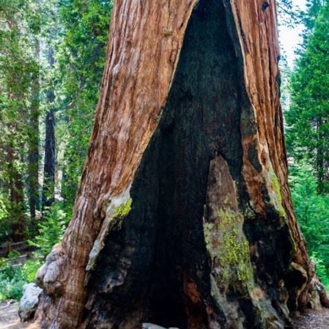 Sahil Sekoya Fidanı Sequoia sempervirens