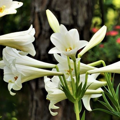 Beyaz Zambak Lilyum Çiçeği Lilium longiflorum