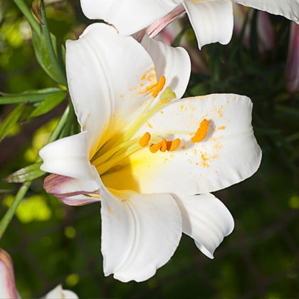 Beyaz Zambak Lilyum Çiçeği Lilium longiflorum