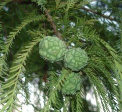 Bataklık Servisi Fidanı (Taxodium distichum).