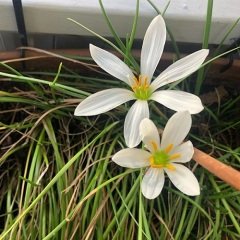 Zıpçıkdı Çiçeği Zephyranthes  Beyaz Çiçekli Saksılı