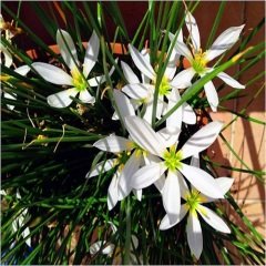 Zıpçıkdı Çiçeği Zephyranthes  Beyaz Çiçekli Saksılı