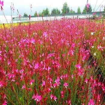 Pembe Gaura Fidanı Çiçek Güzeli