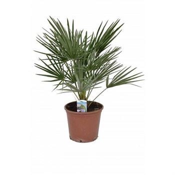 Bodur Akdeniz Palmiye Fidanı