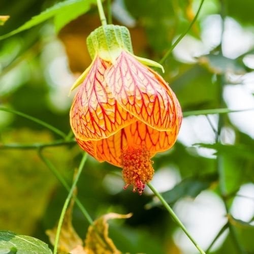 Ağaç Küpelisi Fidanı  Abutilon Megapotamicum