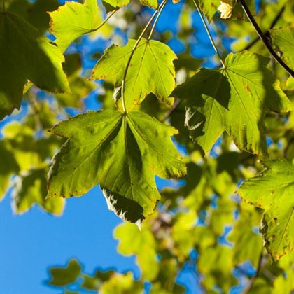 Asırlık Çınar Ağacı Fidanı