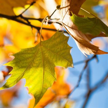 Asırlık Çınar Ağacı Fidanı