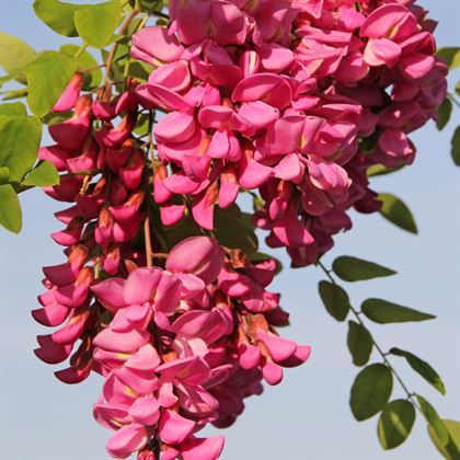 Kırmızı Çiçekli Akasya Fidanı 80 cm Robinia Hispida