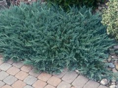 Pasifik Ardıç Fidanı Juniperus Sp L