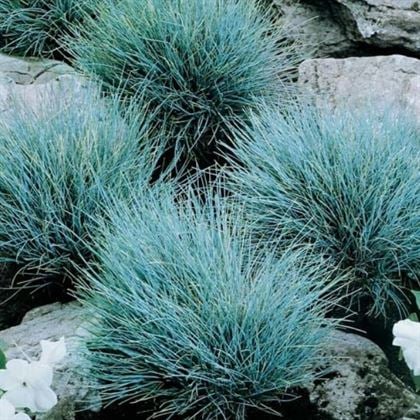 Mavi Çim Masmavi Kaliteli Çim