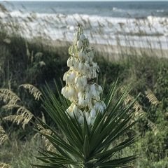 Avize Çiçeği 30 cm Yucca Filamentosa