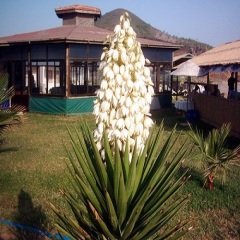 Avize Çiçeği 30 cm Yucca Filamentosa