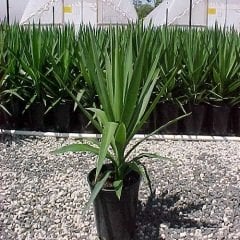 Avize Çiçeği 30 cm Yucca Filamentosa