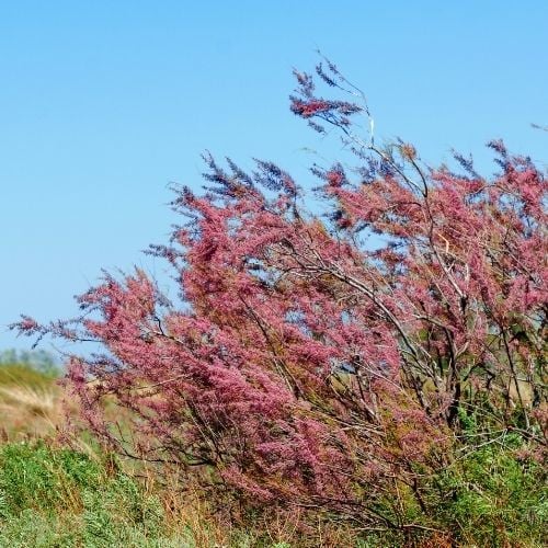 Ilgın Ağacı Pembe Çiçekli Tamarix Gallica