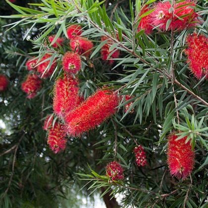 Fırça Çalısı Çiçeği Kırmızı Renkli