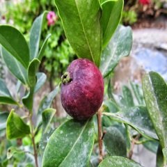Çilek Guavası Fidanı 40 cm Psidium Littorale Var.