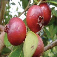 Çilek Guavası Fidanı 40 cm Psidium Littorale Var.