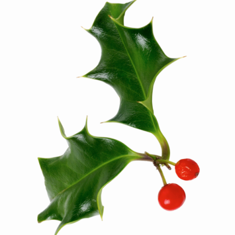 Çoban Püskülü Fidanı 60 cm İlex Aquifolium.