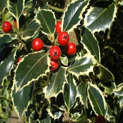 Alacalı Çoban Püskülü Fidanı İlex Aquifolium