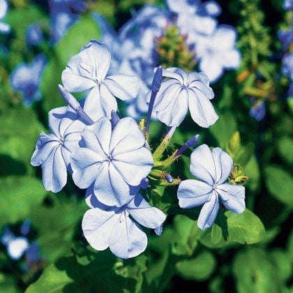 Mavi Yasemin Çiçeği Tam Mavili
