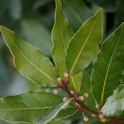 Defne Fidanı Kesif Kokulu Yapraklı